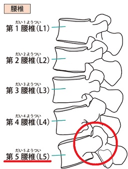 腰椎の仕組み